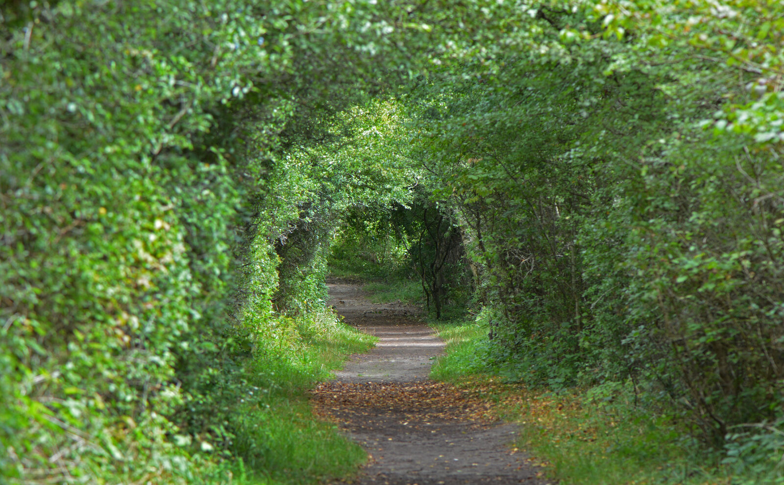 Chemin de terre sous une voûte d’arbustes et de petits arbres, dans la réserve naturelle nationale de la baie de Canche, près d’Étaples