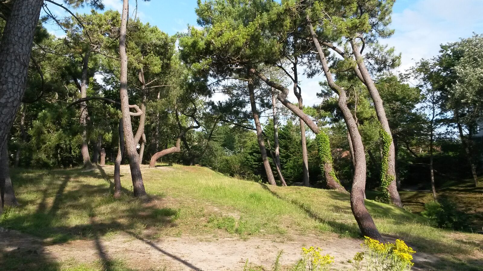 Pins aux troncs penchés sur une butte herbeuse, au bord d’un chemin de sable, dans la pinède du Touquet-Paris-Plage en été
