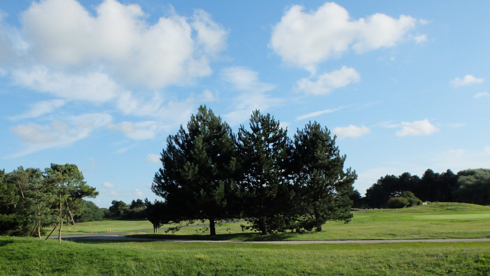 Un bosquet de pins au bord d’un fairway du golf du Touquet-Paris-Plage, sous un ciel bleu avec des nuages