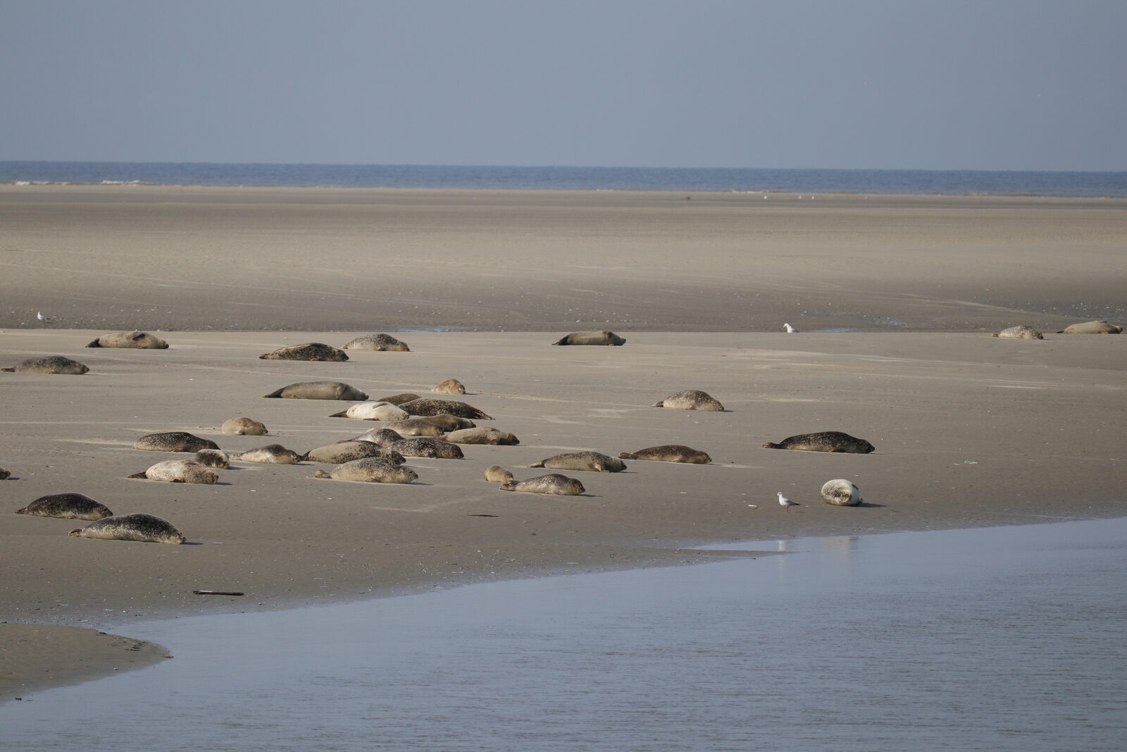 Des phoques couchés sur un banc de sable en baie d’Authie, près de Berck