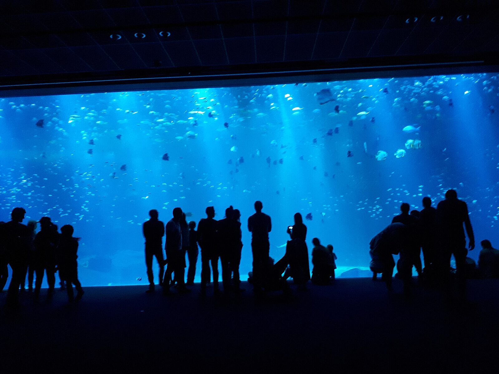 Le grand bassin de haute mer de Nausicaá vu derrière la baie vitrée